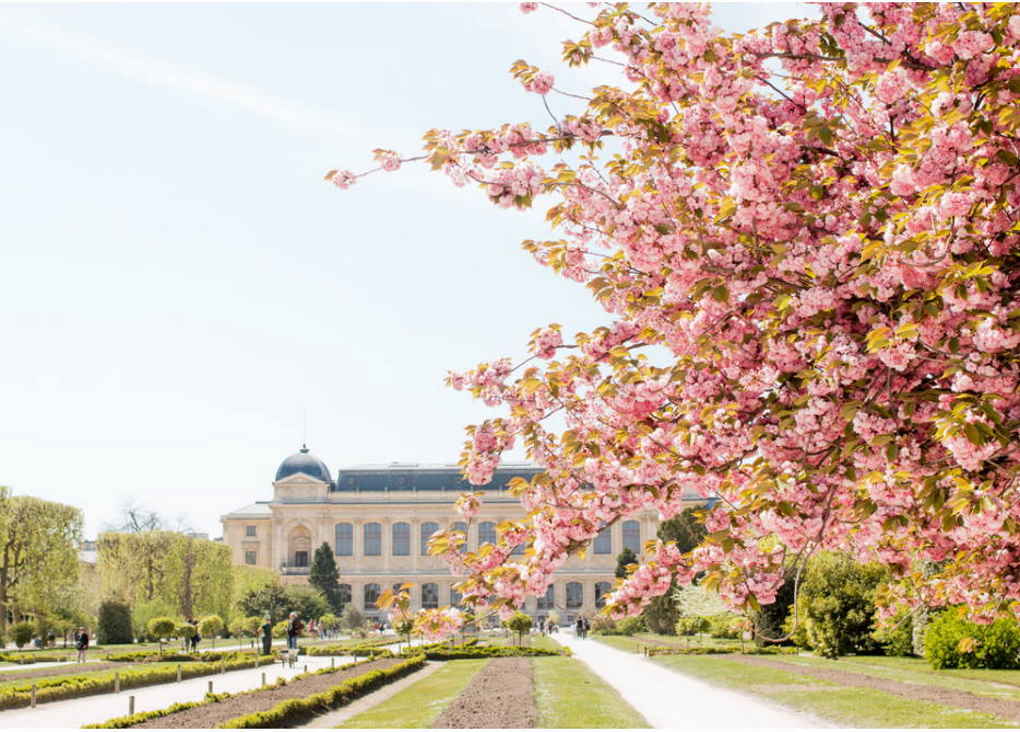 Guia completo para a temporada de floração das cerejeiras em Paris