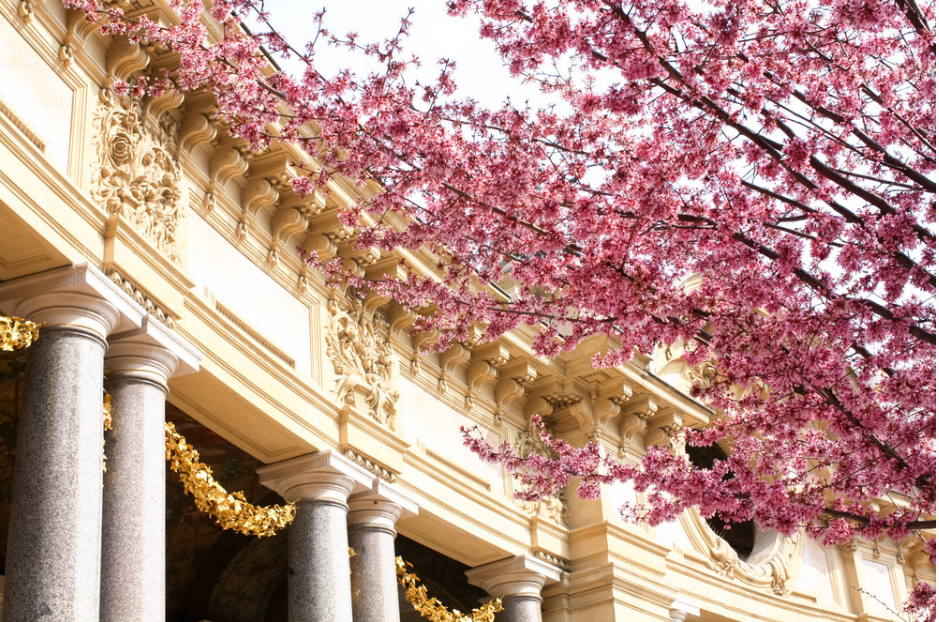 Floração das cerejeiras em Paris