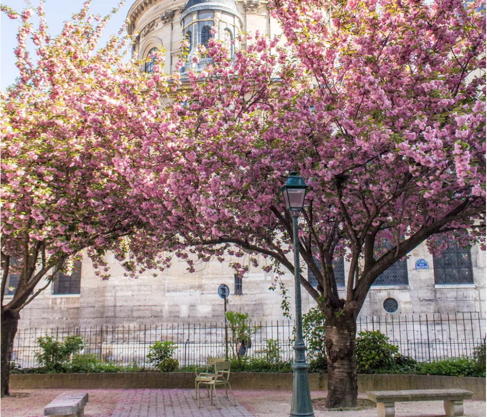 Cerejeiras em Paris - Place Gabriel Pierne