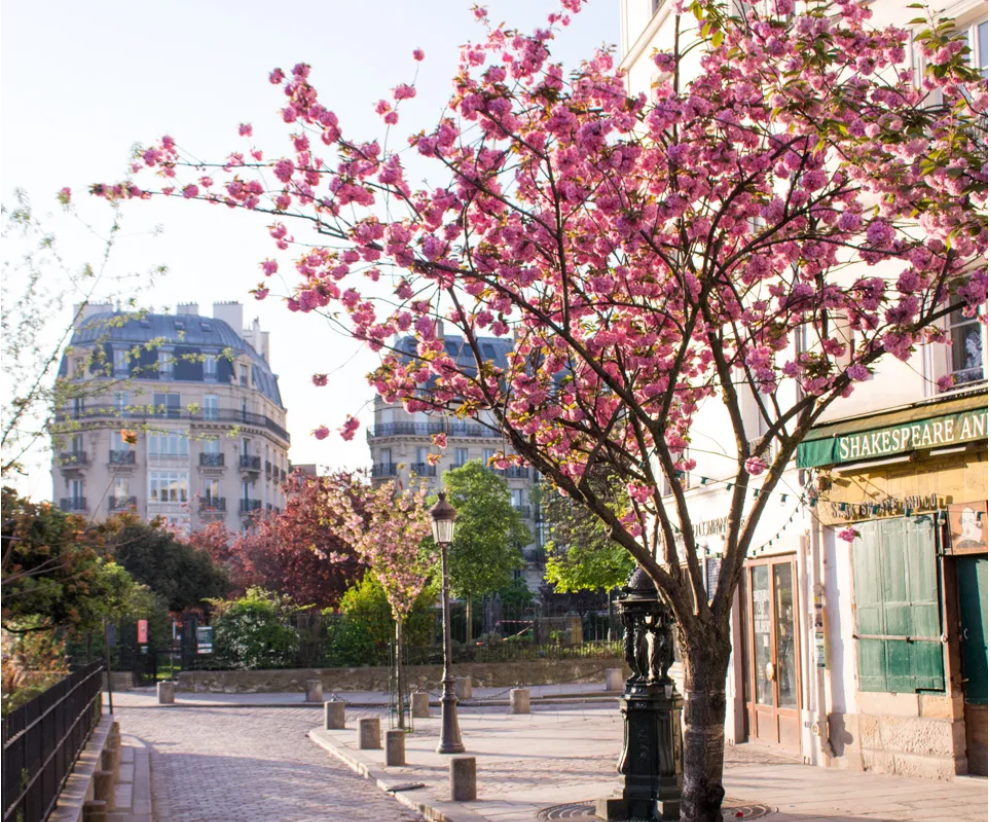 Cerejeiras em Paris - ShakespereNCo